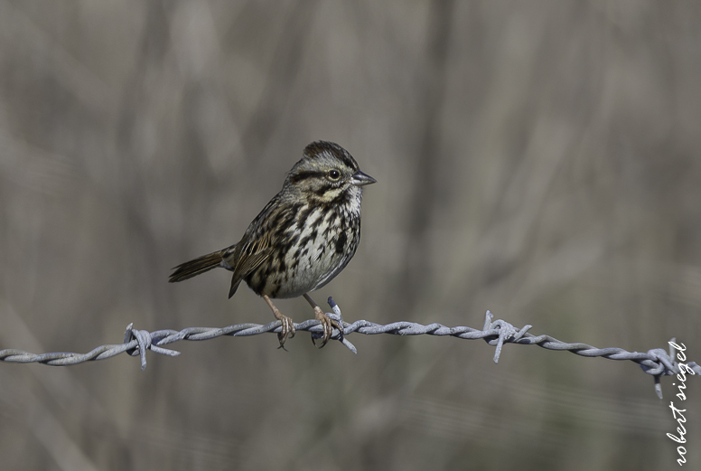 emily renzel wetlands 2026